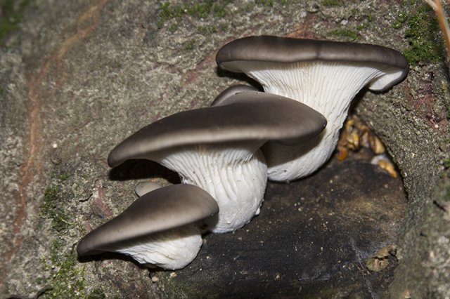 pleurotus ostreatus